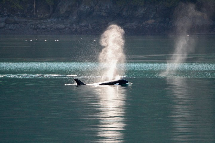 Whale Watching from Friday Harbor - Photo 1 of 14